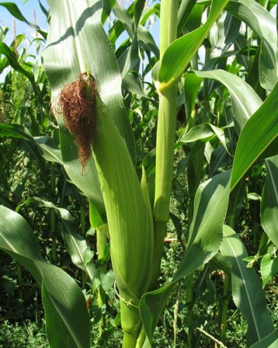 young corn field